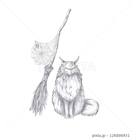 Big fluffy cat on the background of a witch's broom with a web. Isolated pencil illustration for coloring books, postcards, Halloween theme parties, printing on fabrics 126898931