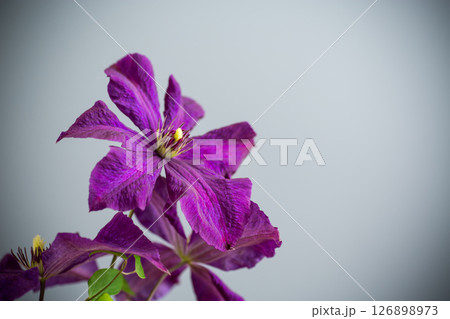 holiday card with clematis isolated on gray background holiday card with clematis isolated on gray background 126898973