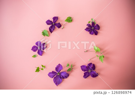 holiday card with clematis and blank space on pink background holiday card with clematis and blank space on pink background 126898974