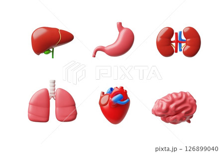 3D vector illustration of human internal organs, heart, brain, lungs, liver, stomach and kidneys. 3D vector illustration of human internal organs, heart, brain, lungs, liver, stomach and kidneys. 126899040