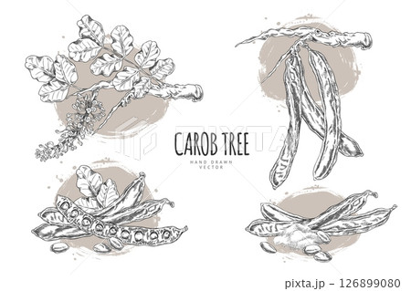 Vector poster with sketches of carob tree branches, seeds, leaves, pods, powder in black and white. 126899080