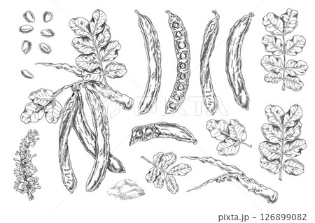 Vector set of carob tree with black and white sketches of leaves, pods, flowers, seeds and powder. 126899082