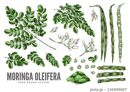 Moringa oleifera sketch vector set, hand drawn leaves, drumsticks, pods, seeds and powder product, Asian superfood fruit 126899087