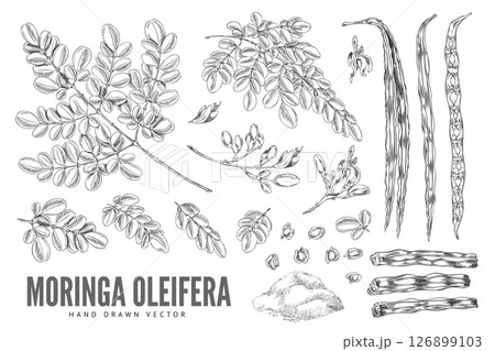 Black and white sketch of branches with leaves, flowers, fruits and powder, moringa oleifera. 126899103