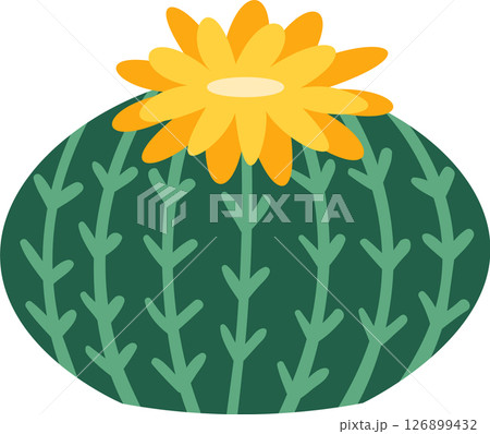 Round green parodia cactus with vertical stripes and thorns topped with a large yellow flower with long petals creating a beautiful contrast 126899432