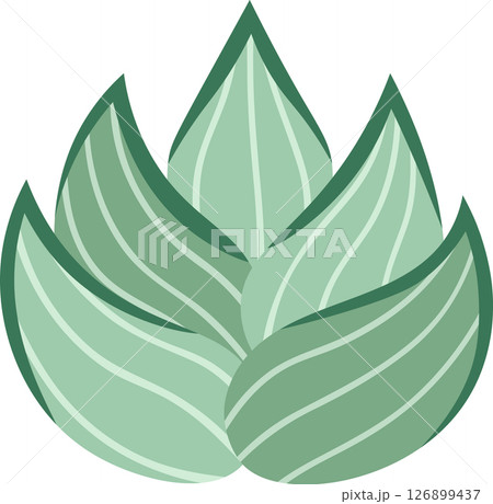 Stylized succulent plant with large green leaves forming a beautiful symmetrical shape, ideal for projects related to nature, botany, decoration and well being 126899437