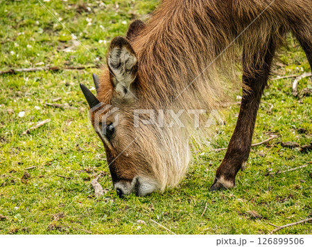Close-Up of waterbuck Antelope Grazing Tranquilly in a Natural Setting 126899506
