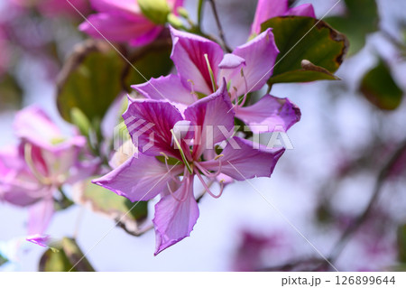 Delicate pink flowers bloom vibrantly against the clear blue sky serene garden setting during the warm afternoon light Delicate pink flowers bloom vibrantly against the clear blue sky serene garden setting during the warm afternoon light 126899644