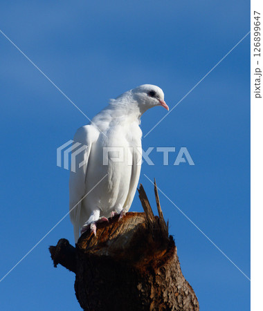 Majestic white dove perched on a weathered tree stump against a clear blue sky Majestic white dove perched on a weathered tree stump against a clear blue sky 126899647