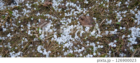 Hail on the grass after a catastrophic hailstorm 126900023