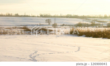 Winter sunny landscape of a field with footprints in the snow 126900041