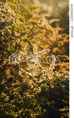 Close-up of a goldenrod plant illuminated by warm sunset sun 126900049