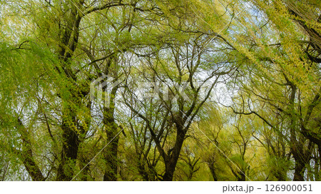 Willow trees on a windy weather 126900051