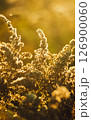 Close-up of a goldenrod plant illuminated by warm sunset sun 126900060