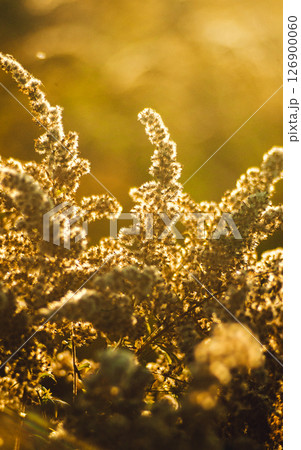 Close-up of a goldenrod plant illuminated by warm sunset sun 126900060