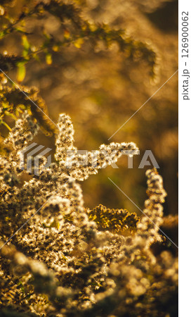 Close-up of a goldenrod plant illuminated by warm sunset sun 126900062