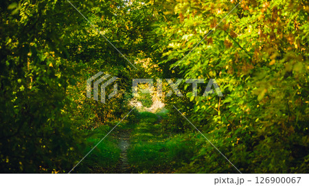Overgrown trees form a tunnel on a sunny summer evening 126900067