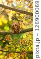 Maple helicopter seeds illuminated by evening sunlight 126900069