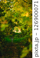 Overgrown trees form a tunnel on a sunny summer evening 126900071