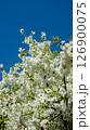 Bright white cherry blossom against a blue sky 126900075