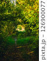 Overgrown trees form a tunnel on a sunny summer evening 126900077