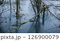 A fallen young tree in a gloomy swamp 126900079