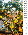 Ripe apples on a tree in the garden 126900080