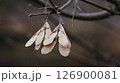 Close up of maple helicopter seeds on an empty branch in autumn  126900081