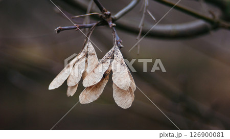Close up of maple helicopter seeds on an empty branch in autumn  126900081