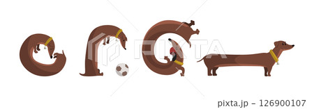 Brown Dachshund Dog Character with Long Body in Different Pose Vector Set 126900107