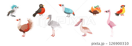 Different Bird and Avian Species with Beak and Wing Vector Set 126900310