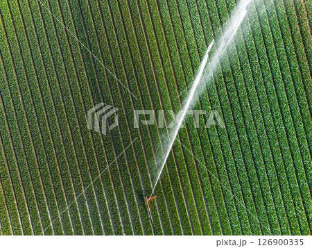 Aerial view of colorful tulip fields with a central sprinkler spraying water, showcasing vibrant rows of crops and greenhouses in the Dutch countryside. 126900335