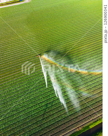 Aerial view of colorful tulip fields with a central sprinkler spraying water, showcasing vibrant rows of crops and greenhouses in the Dutch countryside. Aerial view of colorful tulip fields with a central sprinkler spraying water, showcasing vibrant rows of crops and greenhouses in the Dutch countryside. 126900341