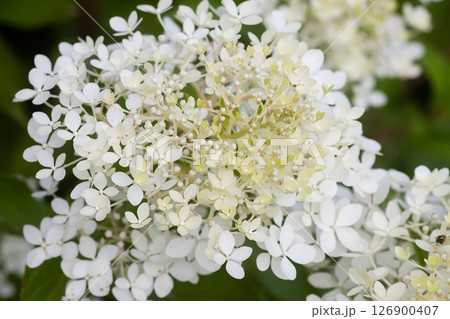 White Hydrangea flowers in a summer garden. Macro shot of beautiful delicate petals. White Hydrangea flowers in a summer garden. Macro shot of beautiful delicate petals. 126900407