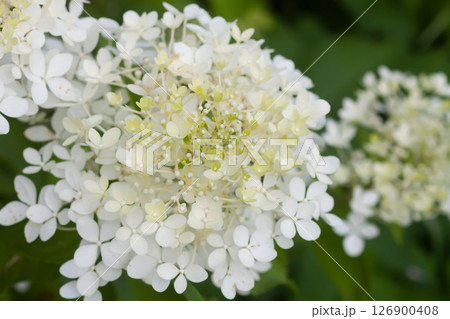 White Hydrangea flowers in a summer garden. Macro shot of beautiful delicate petals. White Hydrangea flowers in a summer garden. Macro shot of beautiful delicate petals. 126900408