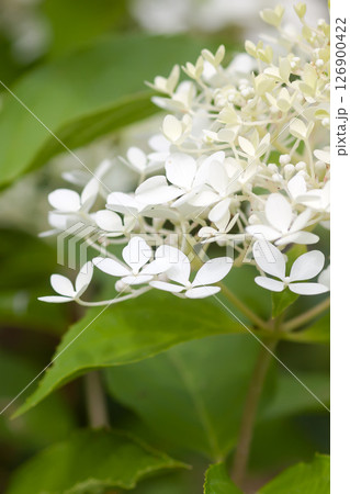 White Hydrangea beautiful flowers in a summer garden. 126900422