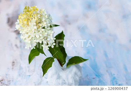 White Hydrangea flowers in a vase on the weathered wooden table. White Hydrangea flowers in a vase on the weathered wooden table. 126900437