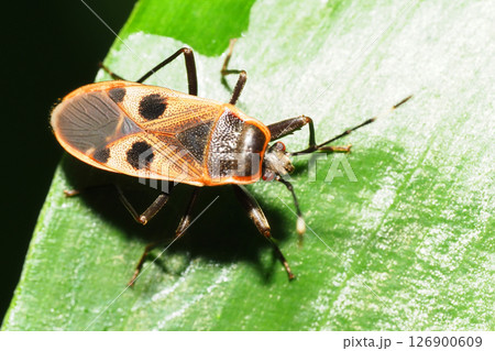 ヒメホシカメムシ 126900609