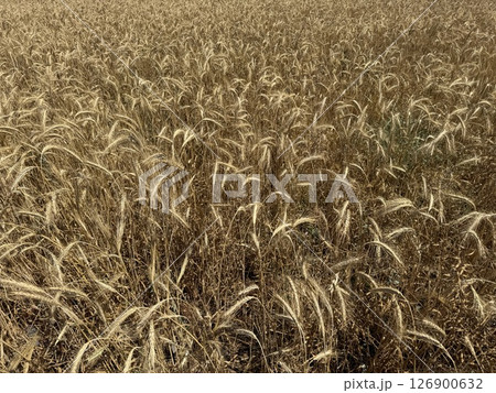 Agricultural field, wind stirs yellow ears of wheat. Field planted with wheat, barley, rye. Time to harvest grain. 126900632