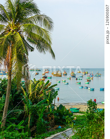 Coconut palms and banana trees framing a bay filled with colorful fishing boats in tropical Vietnam Coconut palms and banana trees framing a bay filled with colorful fishing boats in tropical Vietnam 126900807