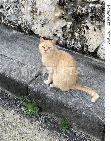 道端に座る茶トラ猫の穏やかな表情 道端に座る茶トラ猫の穏やかな表情 126900994