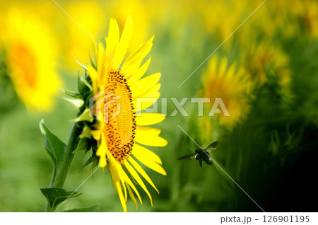 夏の花　ひまわり 126901195