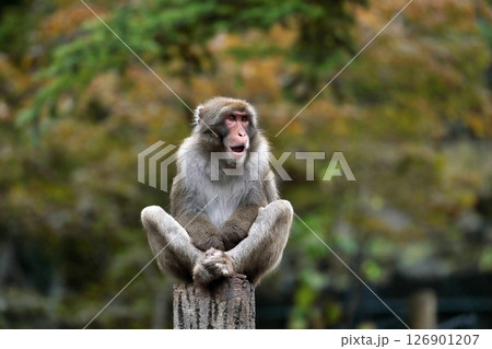柱の上に座り見つめるニホンザル 126901207