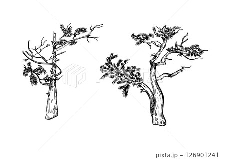 Black and white twisted pine trees vector illustration. Minimalist line art of whimsical coniferous tree silhouettes for designs nature prints and landscape scene. Monochrome pine hand drawn graphic. Black and white twisted pine trees vector illustration. Minimalist line art of whimsical coniferous tree silhouettes for designs nature prints and landscape scene. Monochrome pine hand drawn graphic. 126901241