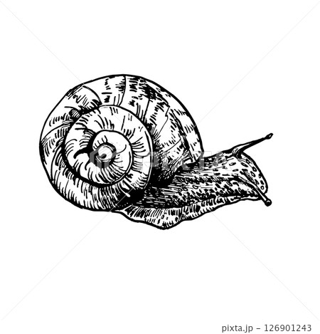 Garden snail hand drawn black white outline vector illustration. Slow crawling creature in spiral shell sketch for eco friendly packaging, naturalist prints. Invertebrate animal drawing engraving. 126901243