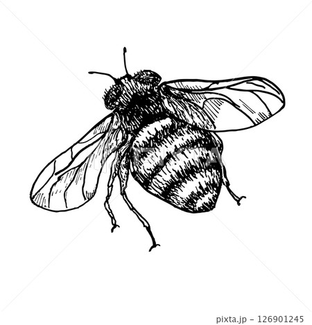 Bumblebee hand drawn black and white outline vector botanical illustration. Bee monochrome drawing. Buzzing insects by ink sketch for entomology art, garden product packaging, and honey label. 126901245