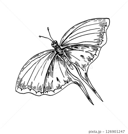 Swallowtail butterfly hand drawn black and white outline vector illustration. Winged insect resembling Papilio machaon or sail swallowtail line art sketch for books, nature inspired design prints. 126901247