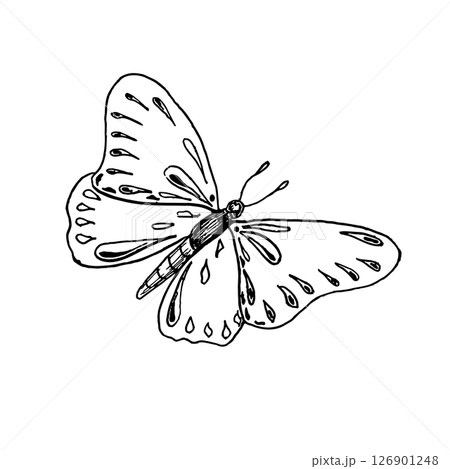 Butterfly hand drawn black and white outline vector illustration. Graceful insect as butterfly Monarch , Morpho or Painted Lady line art sketch for vintage prints, botanical and elegant nature decor. Butterfly hand drawn black and white outline vector illustration. Graceful insect as butterfly Monarch , Morpho or Painted Lady line art sketch for vintage prints, botanical and elegant nature decor. 126901248