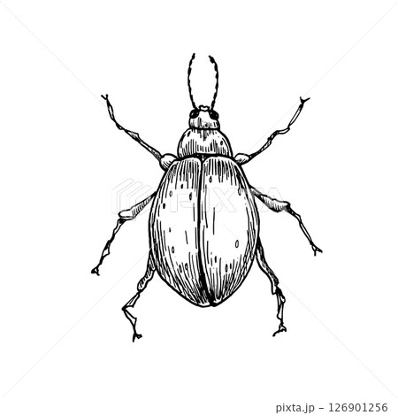Round beetle hand drawn black and white outline vector illustration. Stylized insect monochrome sketch as scarab, May beetle, or Goliath beetle for natural science designs, vintage botanical prints. Round beetle hand drawn black and white outline vector illustration. Stylized insect monochrome sketch as scarab, May beetle, or Goliath beetle for natural science designs, vintage botanical prints. 126901256