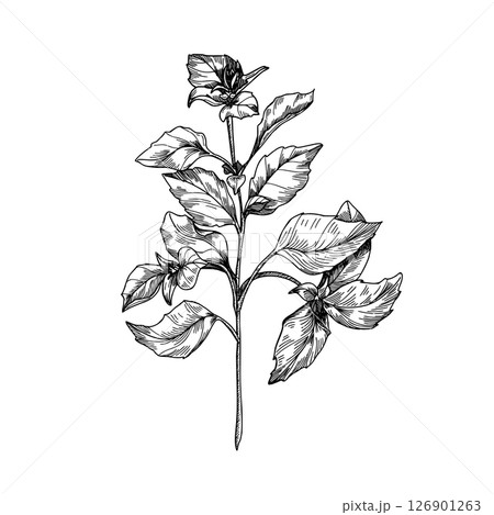 Basil sprig hand drawn black and white outline vector illustration. Basil plant hand drawing engraving. Aromatic herb line art sketch for packaging, natural food labels, and organic product package. 126901263